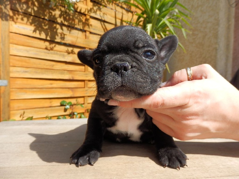 De Sylévonis - Bouledogue français - Portée née le 25/02/2014